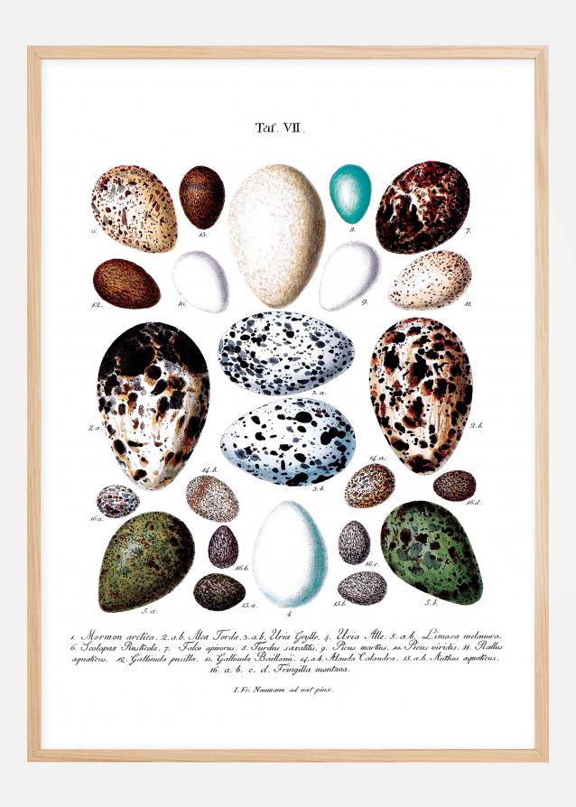 Ilustración didáctica huevos de ave Póster