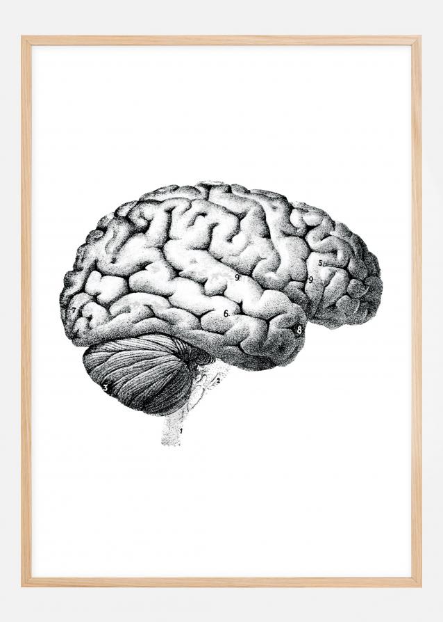 Ilustración didáctica cerebro piezas Póster