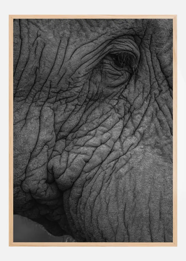 Olifant 01 Póster