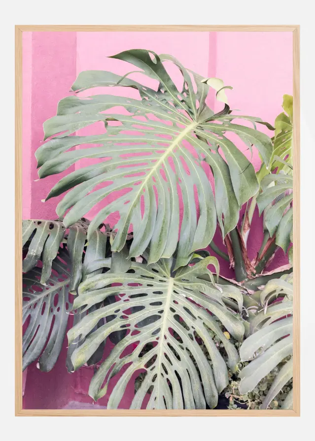 Monstera leaf La Muralla Póster