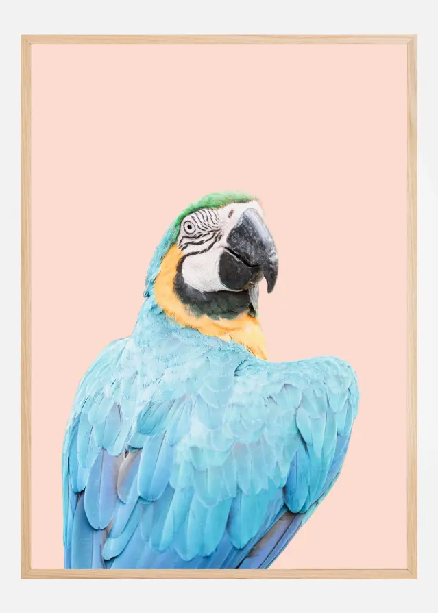 Blue Macaw Póster