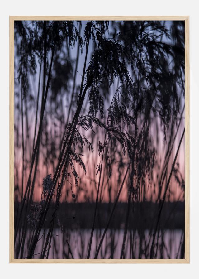 Sunrise Póster