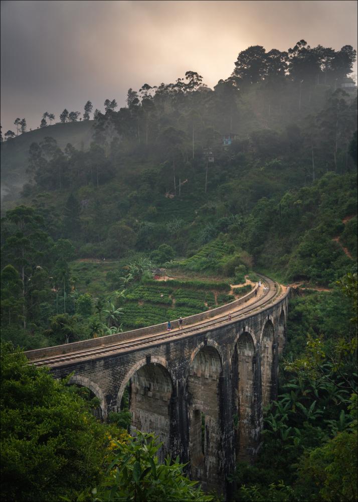 Jungle train rails Póster