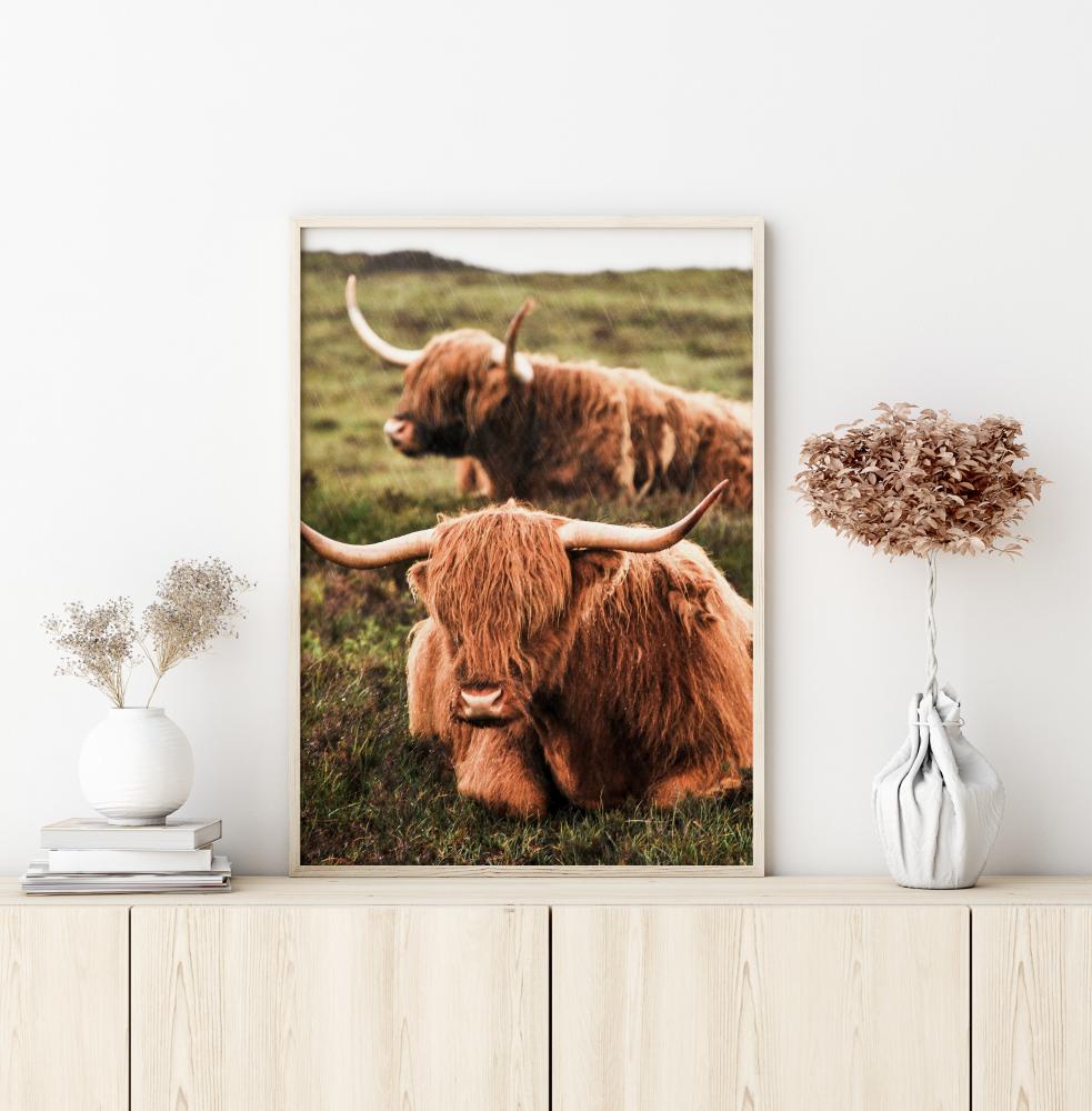 Highland Cattle Póster