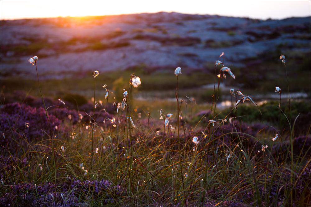 Summer evening on the rocks Póster