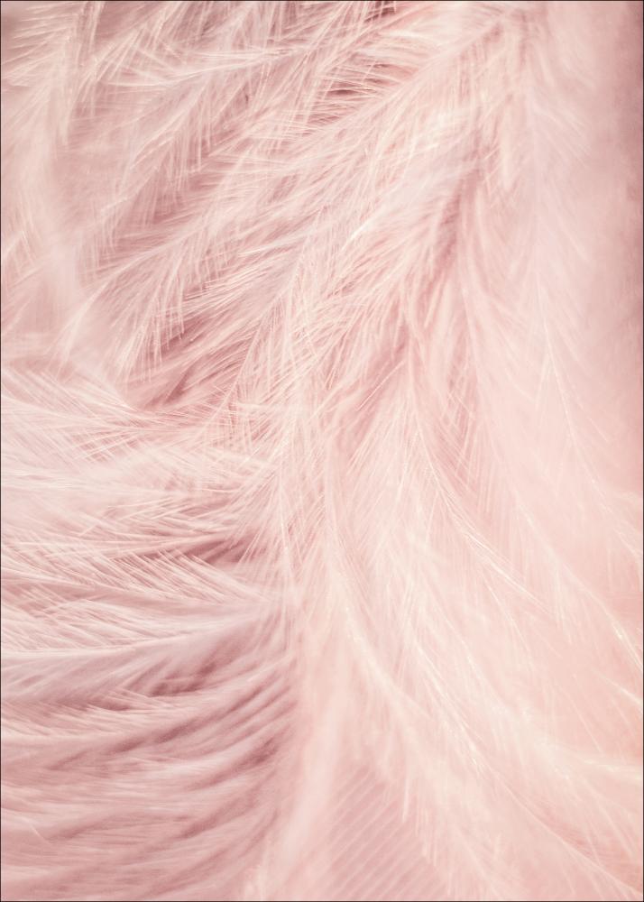 Pink Feathers Póster