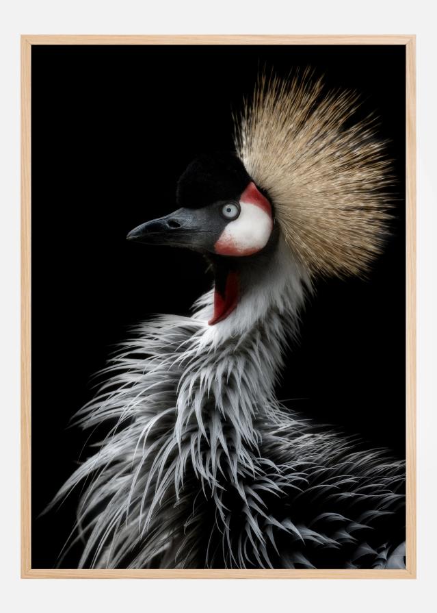 Crowned cranes portrait Póster