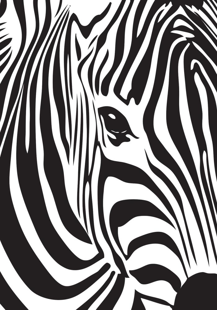 Zebra Póster