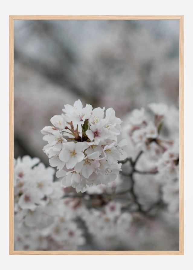 Cherryblossom Póster