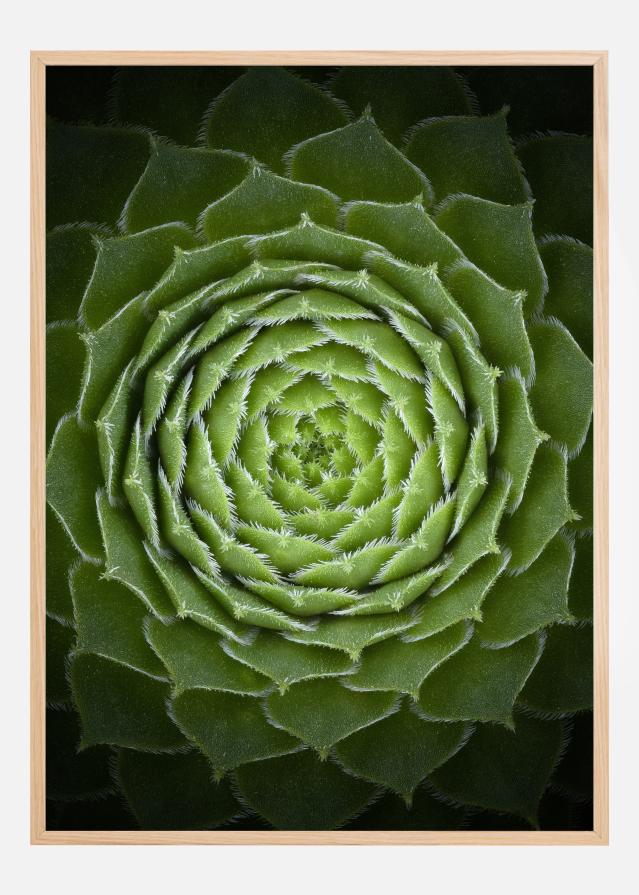 Succulent Póster