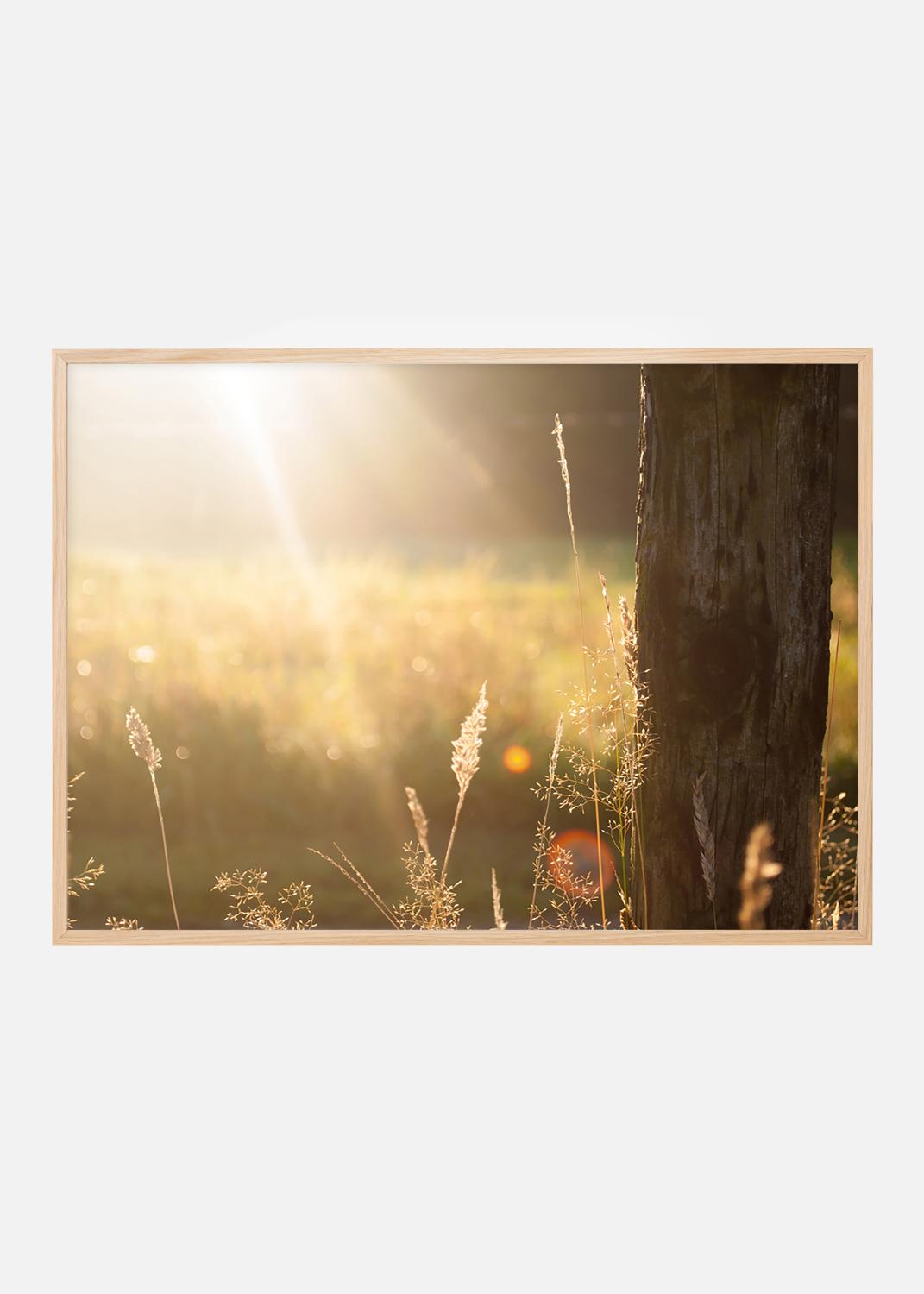 Product Image for Rayo de sol - Póster (30x40 cm)