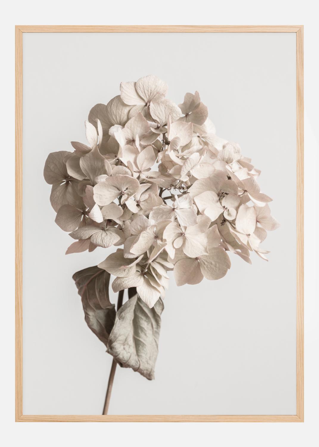 Product Image for Beige Dried Flower Póster (21x29.7 cm (A4))