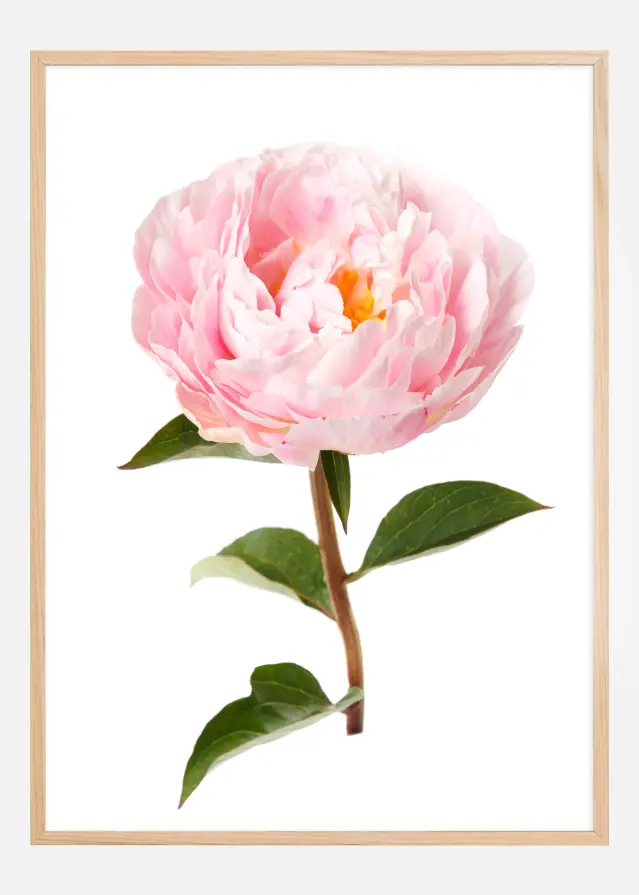 Peony Póster