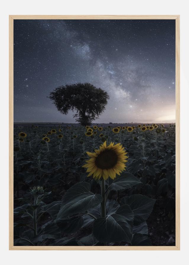 Starsflowers Póster