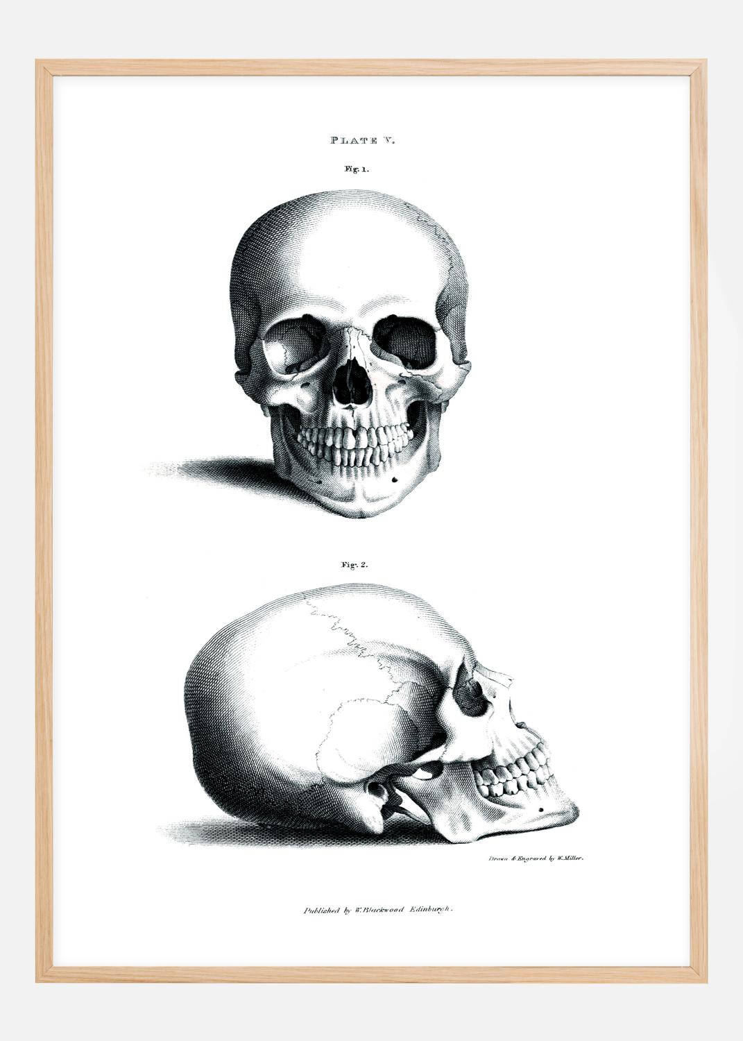 Product Image for Ilustración didáctica cráneo 1800-tal Póster (21x29.7 cm (A4))