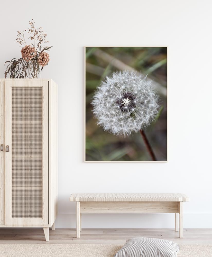 Dandelion Póster