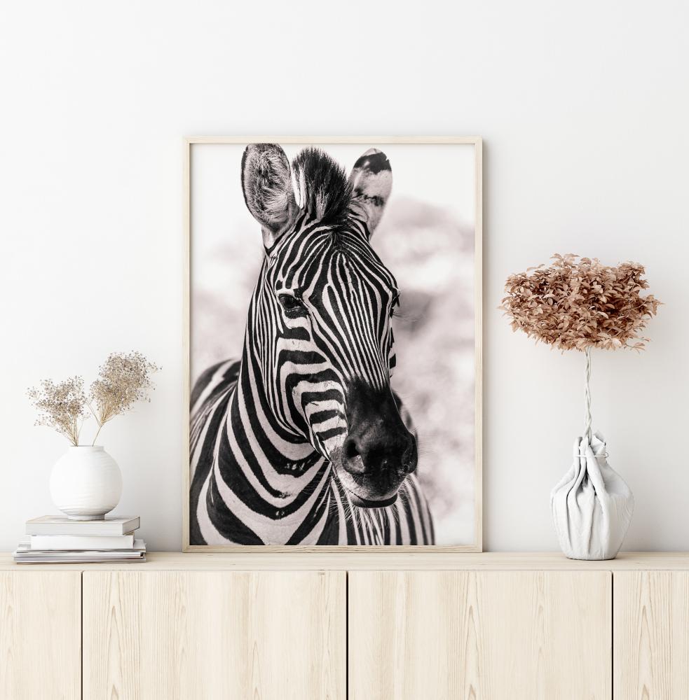 Zebra Póster