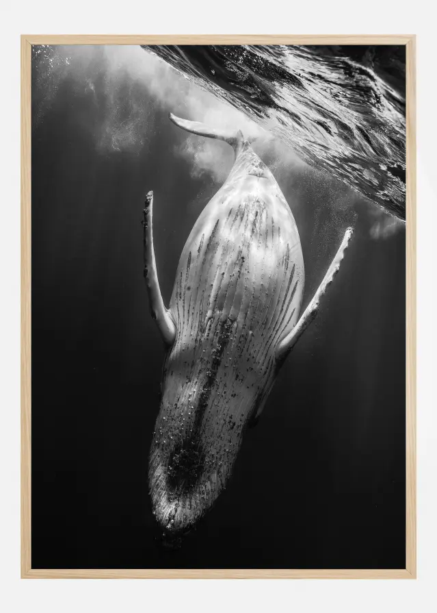 Black A Whale Póster