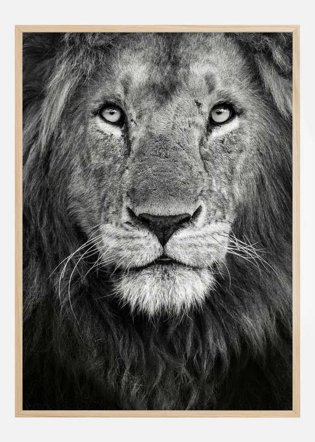 Royal Lion portrait Póster