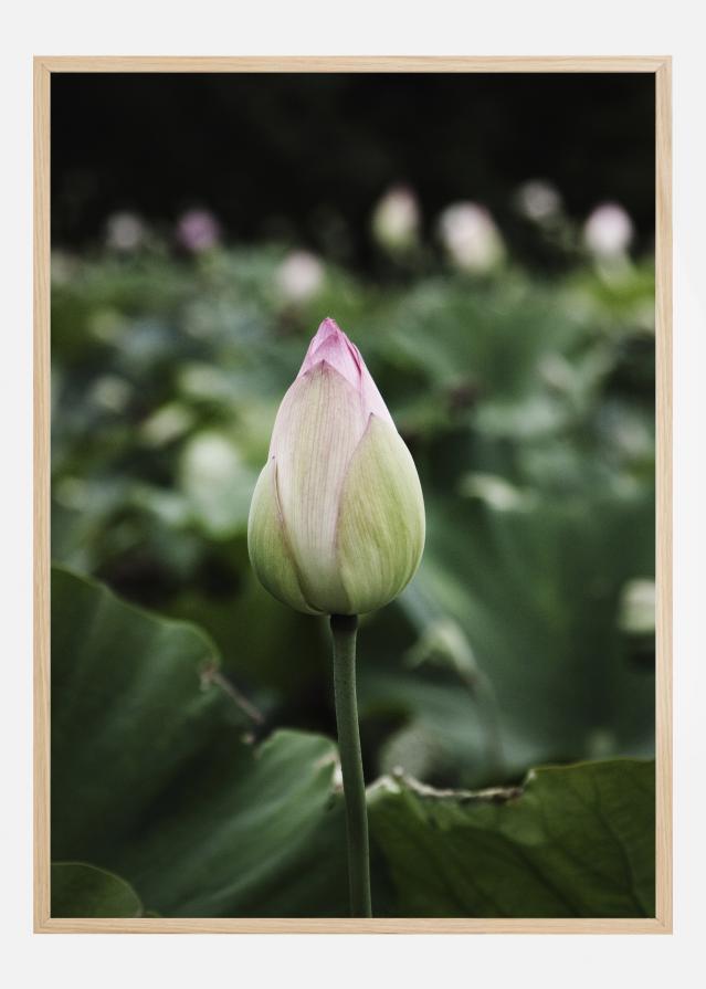 Peony Field Póster