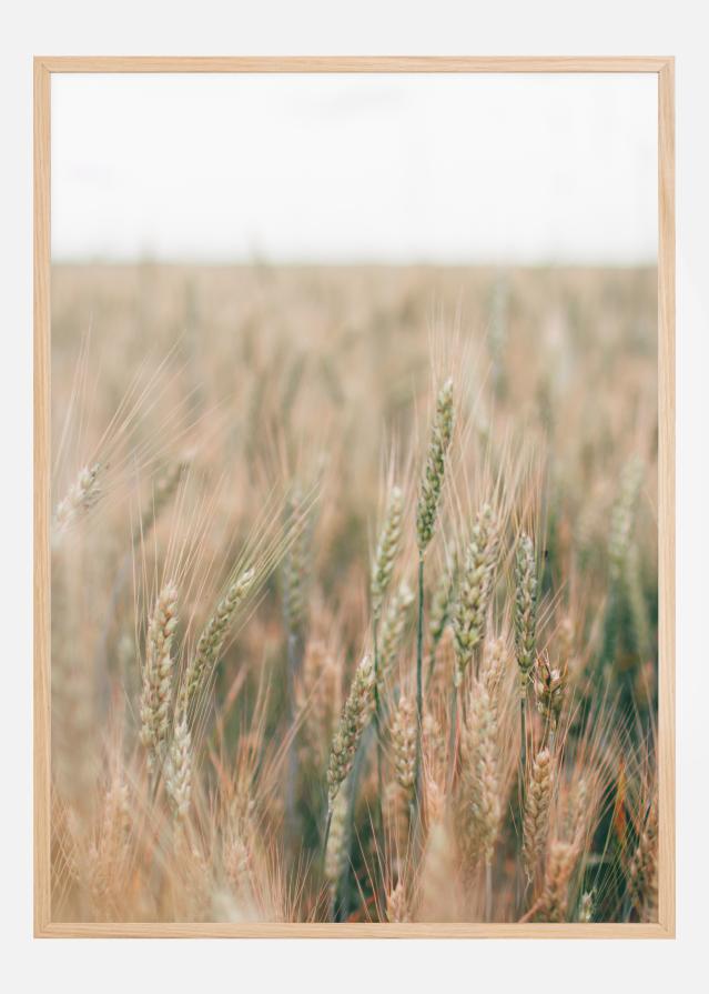 Summer Fields Póster