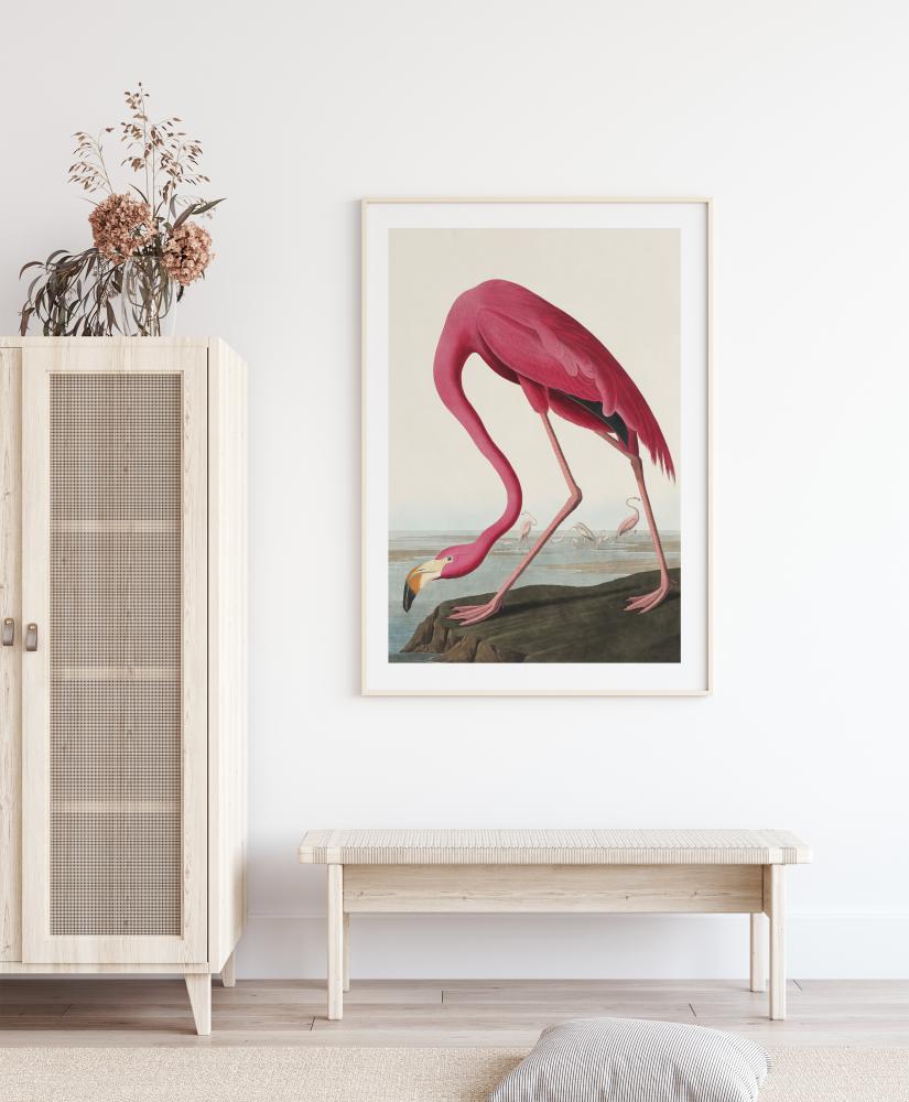 American Flamingo Póster