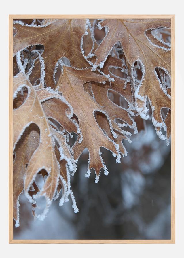 Frosty Leafs Póster