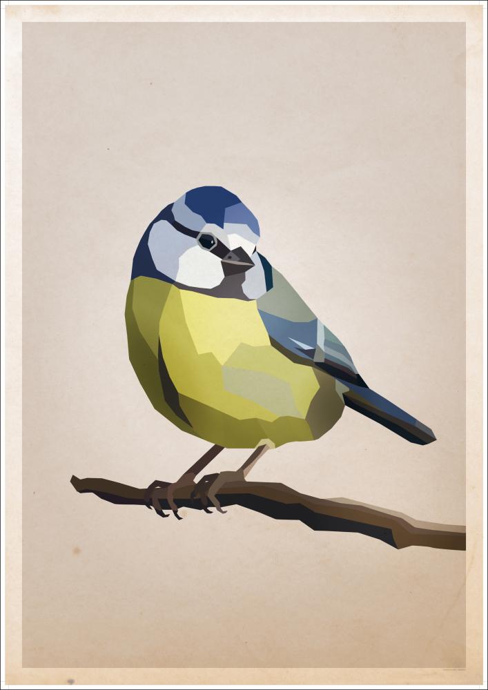 Blue tit Póster