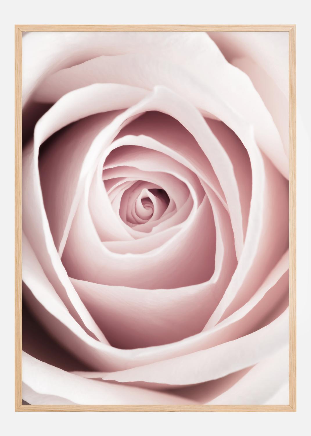 Product Image for Pink Rose Póster (21x29.7 cm (A4))