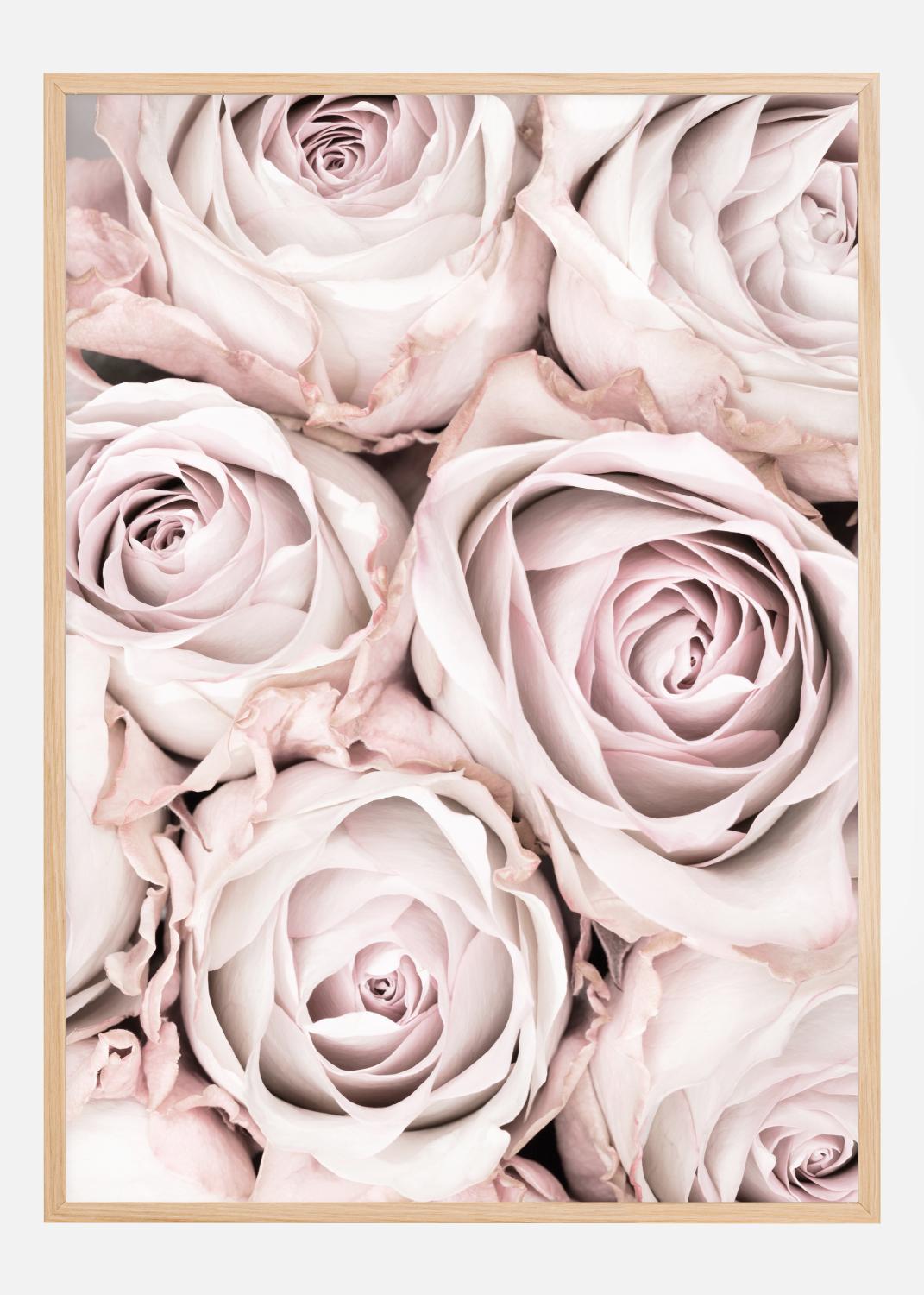 Product Image for Pink Roses Póster (21x29.7 cm (A4))