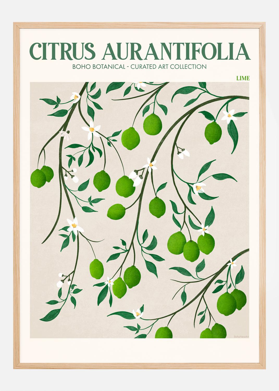 Product Image for Boho Citrus Aurantifolia Póster (21x29.7 cm (A4))