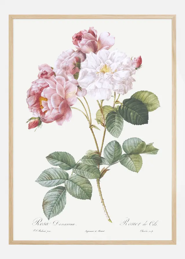 Rosa Damascena Póster