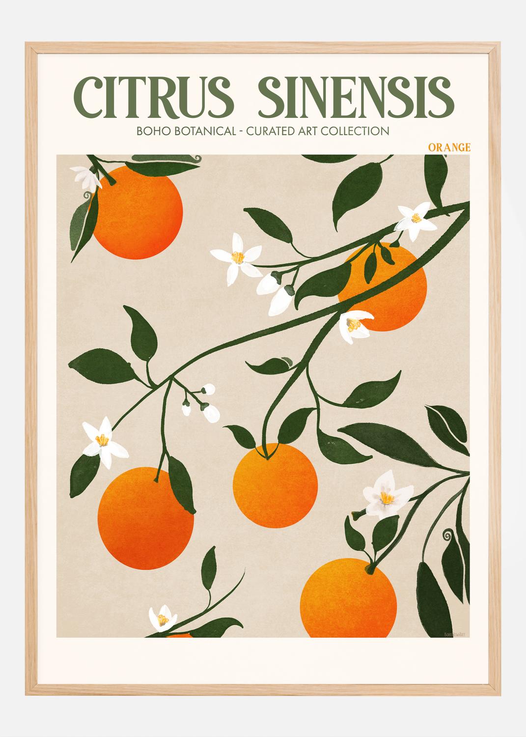 Product Image for Boho Citrus Sinensis Póster (21x29.7 cm (A4))