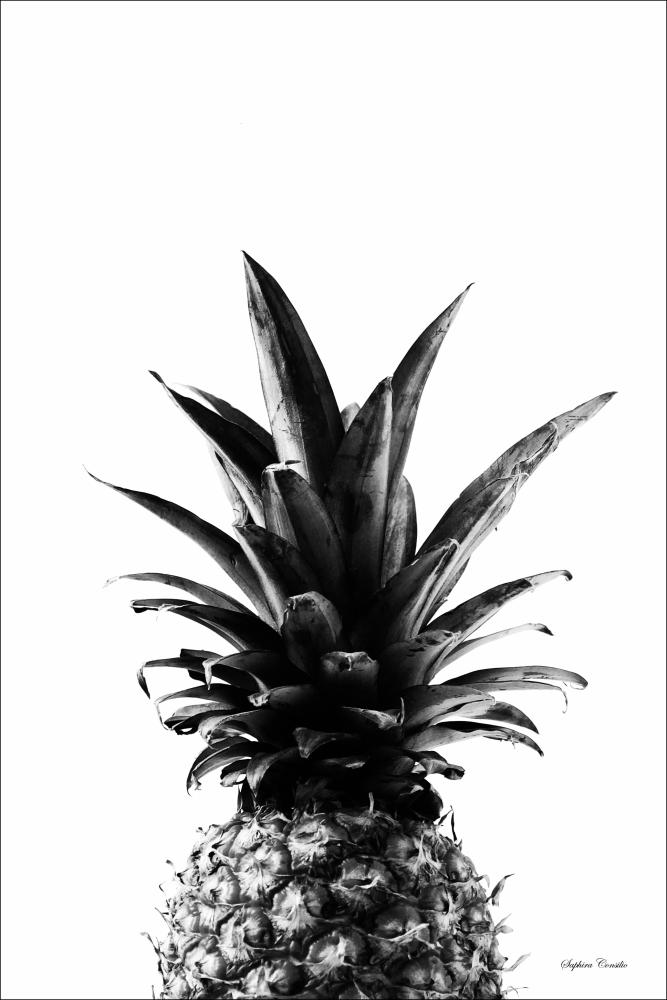 Pineapple B&W Póster