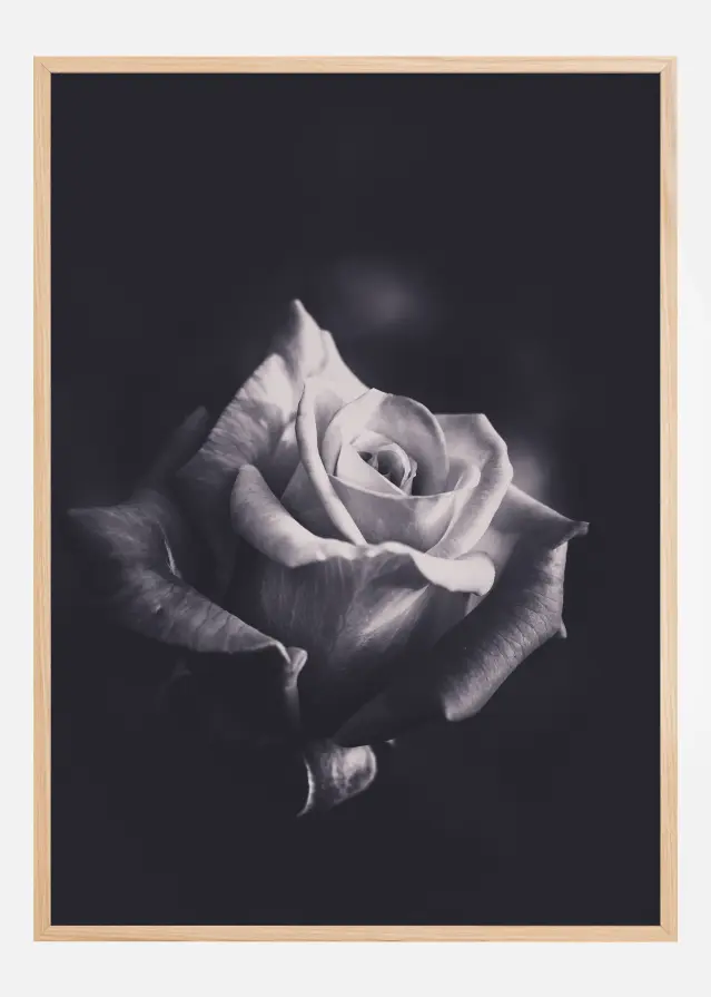 Grey rose Póster