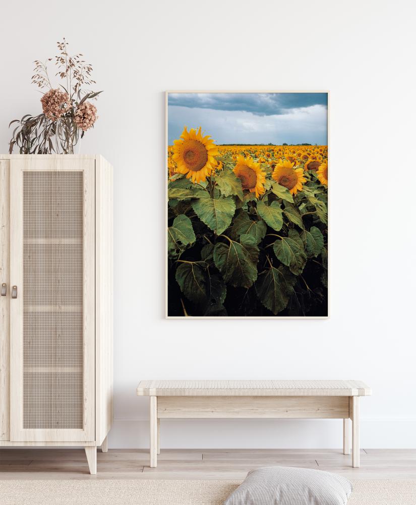 Sunflowers Póster