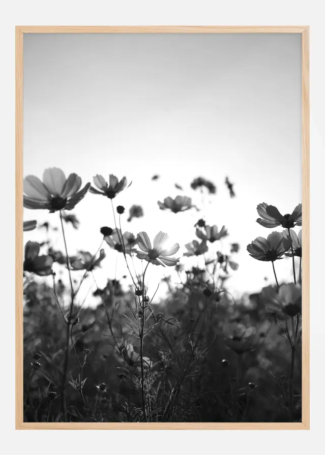 Black and white field with flowers Póster