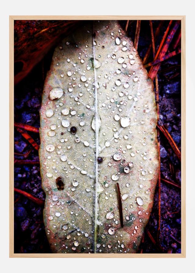Water On Leaf Póster