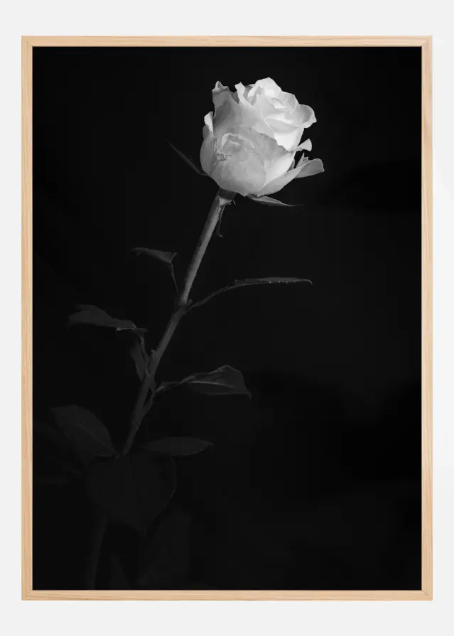 White rose Póster