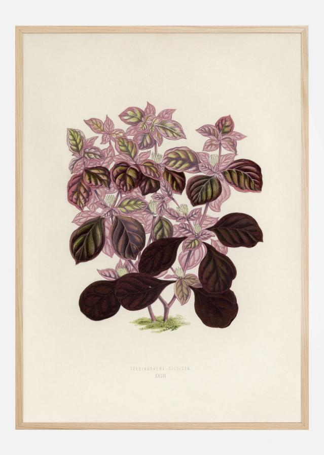 Plectranthus Scutellarioides II Póster