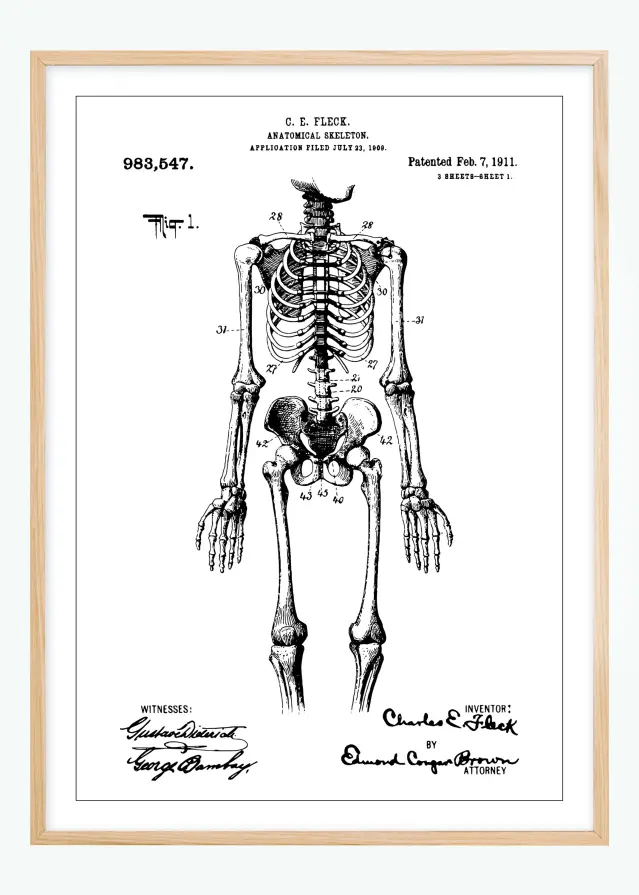 Dibujo de patente - Esqueleto anatómico I Póster