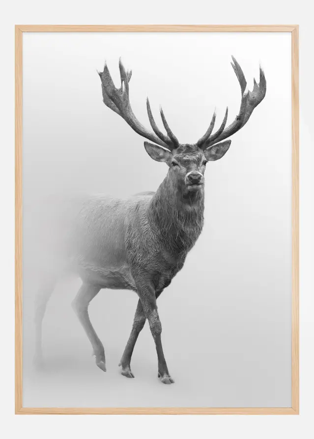 Black and white Red deer Póster