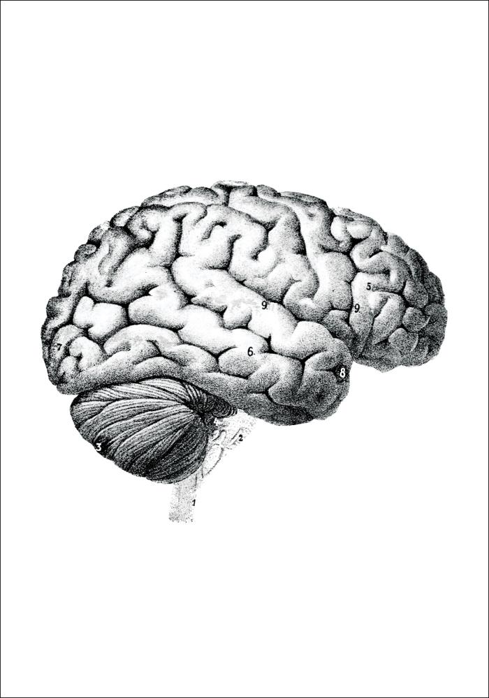 Ilustración didáctica cerebro piezas Póster