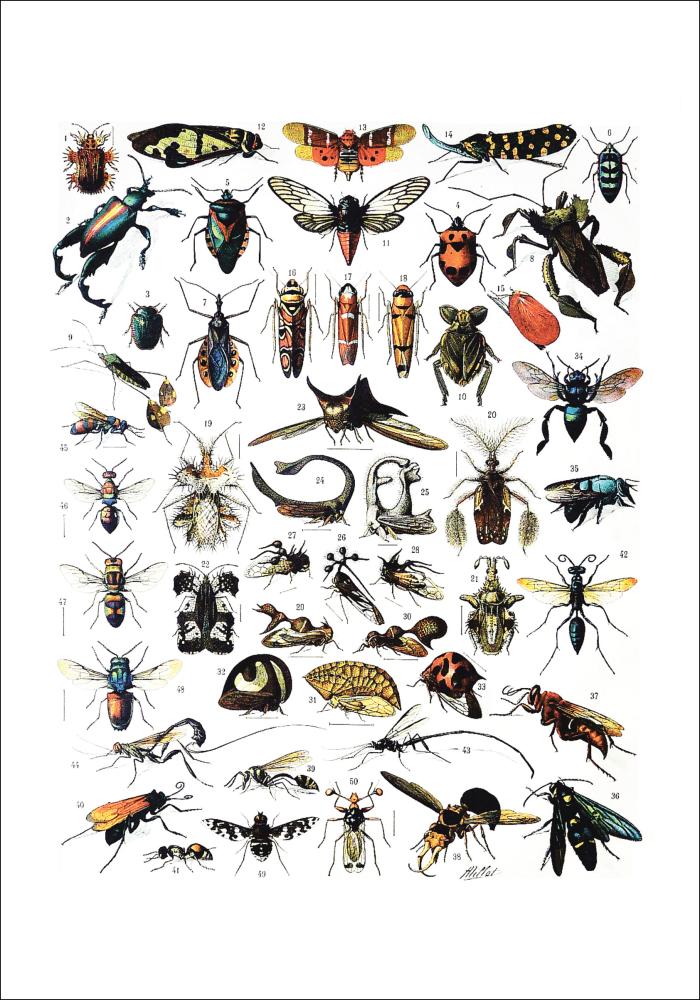 Ilustración didáctica insectos I Póster