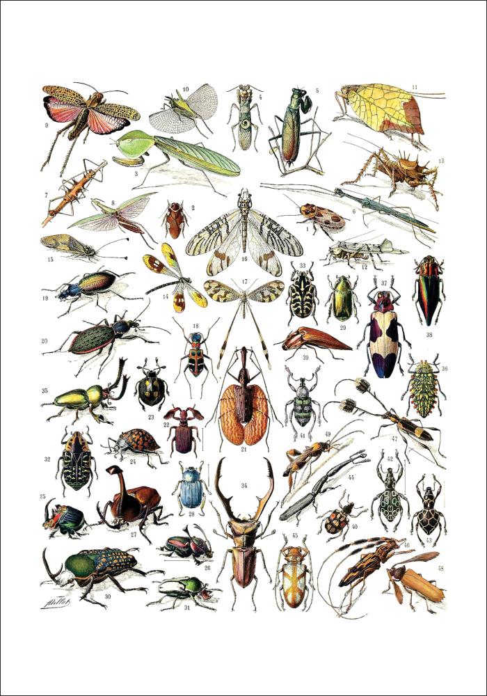 Ilustración didáctica insectos II Póster