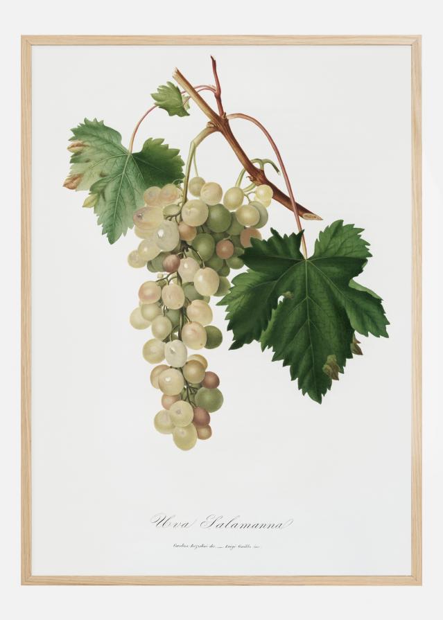 Grapes I Póster