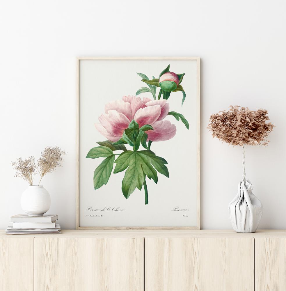 Peony Póster